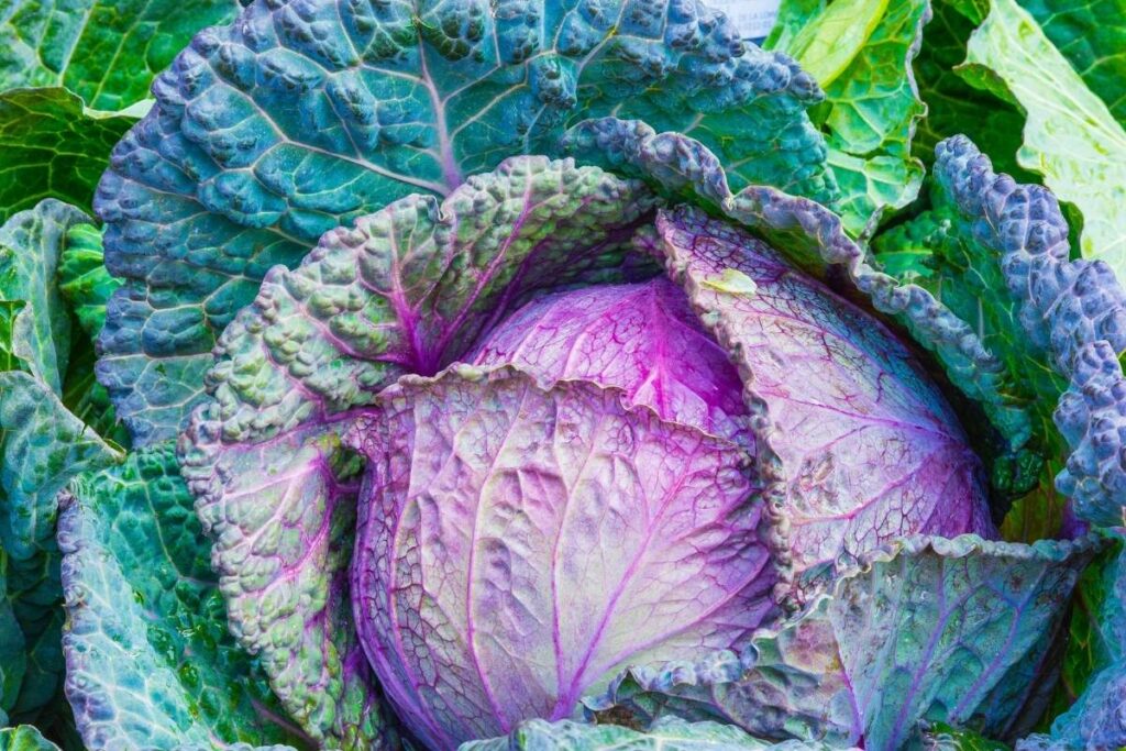 Zero Calorie Foods cabbage