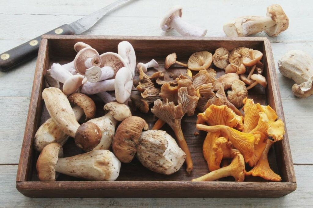 Zero Calorie Foods mushrooms