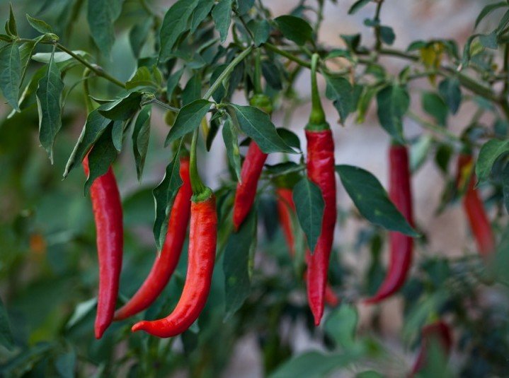 Chili Peppers for natural weight loss