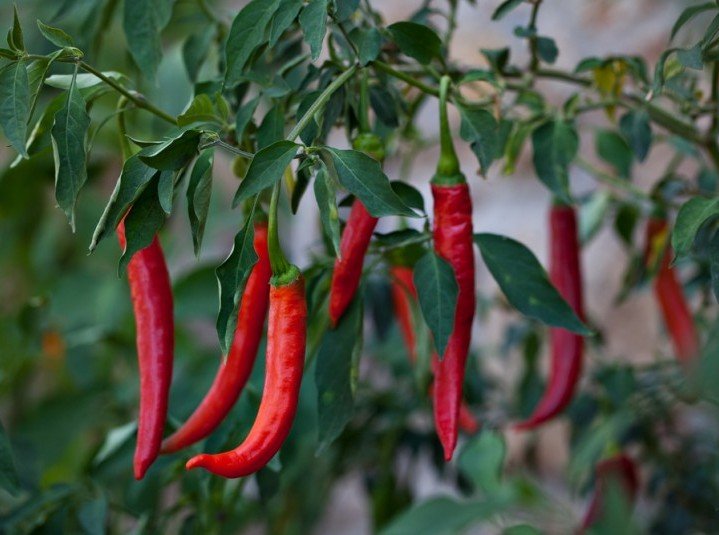 peppers are a great food to suppress appetite