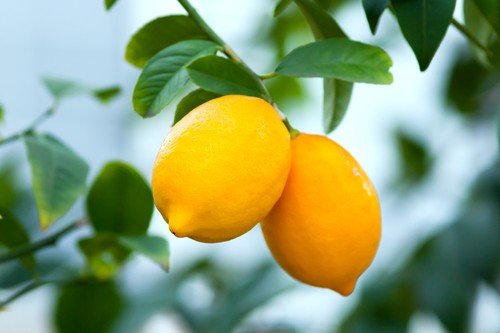 Lemon Water Benefits Fruit On Tree