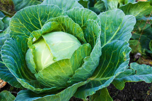 cabbage is a healthy food that will help you lose weight