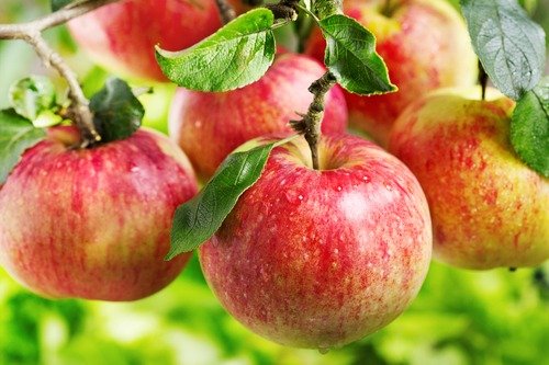 apples are one of the healthiest foods on the planet