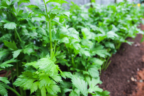 parsley can aid in weight loss