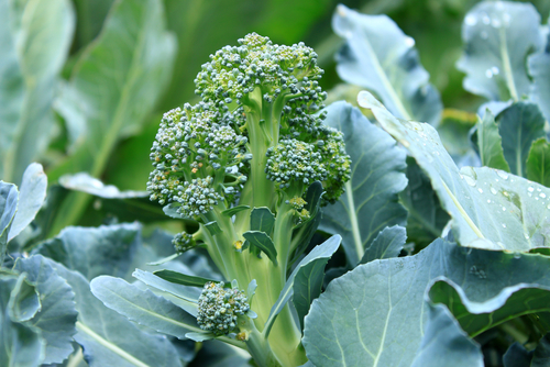 broccoli is one of the healthiest foods on the planet