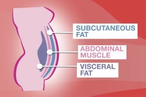 anatomy of belly fat and abdominals