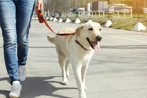 walking with dog to lose weight