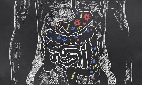 gut health is a major part of the fast weight loss tips if you weigh 200 lbs or more