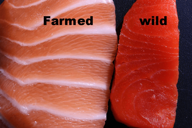 difference between wild caught and farm raised salmon