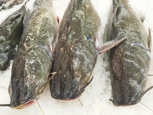 imported catfish are among the fish you should never eat