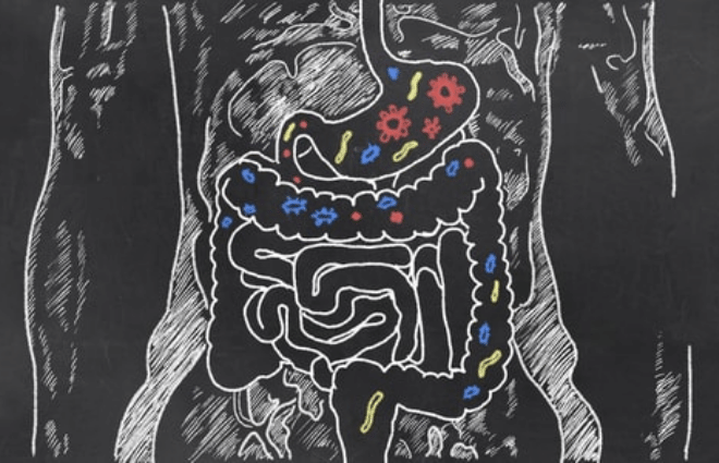 chalkboard depiction of gut bacteria