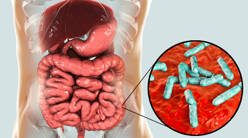 How Gut Bacteria Affects the Brain and the Body