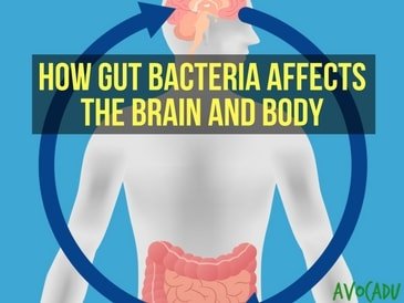 bacteria body affects avocadu gut brain