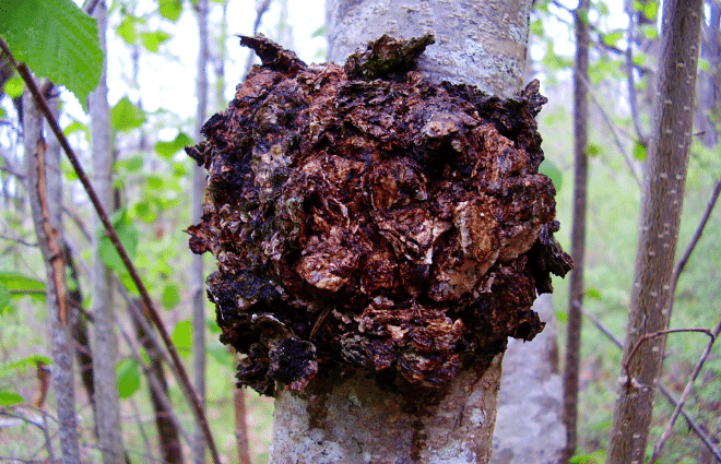 Large clump of chaga mushroom growing on tree in forest