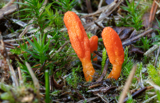 Small, bright orange cordyceps mushrooms growing up through forest floor, surrounded by small green plants and fallen leaves and sticks. 