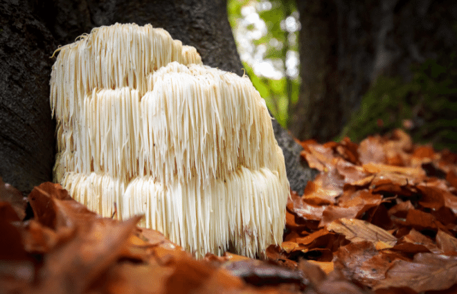 Lions mane mushroom clump growing at the base of a tree in a forest with fallen leaves covering the ground