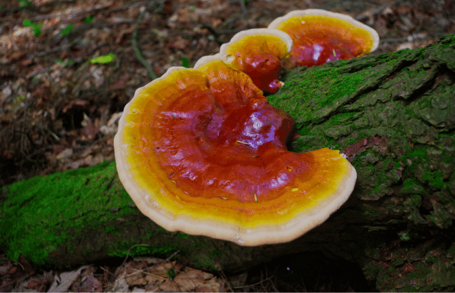 Bright red, orange, and yellow colored reishi mushrooms growing on moss-covered log in forest