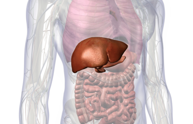 Transparent-style image of body structure with liver highlighted