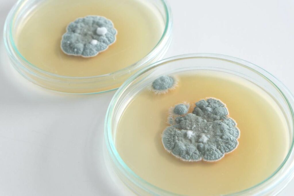 Probiotics during Antibiotic Treatment penicillin