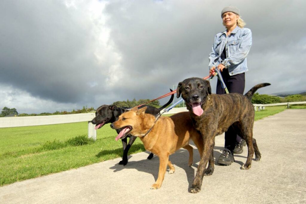 functional fitness task oriented walking dogs