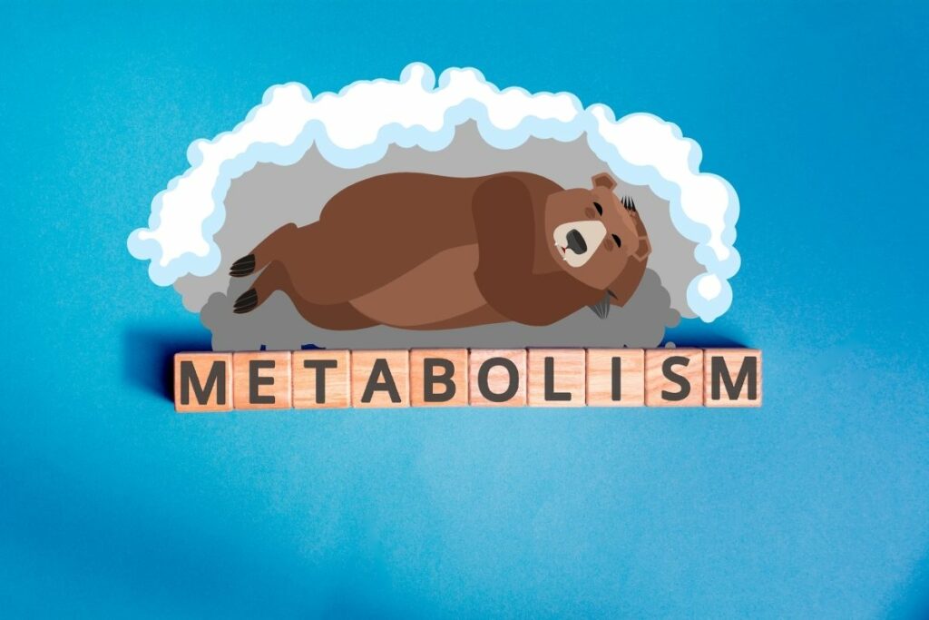 Resetting Your Metabolism After 40 for Sustainable Weight Loss hibernation mode