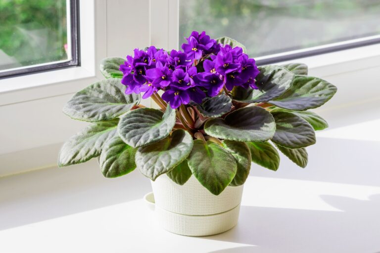 15 Houseplants That Adjust Well When You Bring Them Inside for Fall