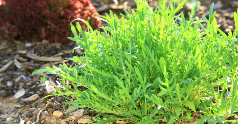 12 Great Plants to Grow with Arugula and 6 to Avoid
