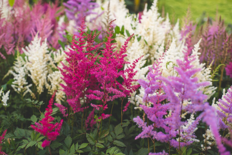 15 Hardy Perennials That Can Handle Fall Planting