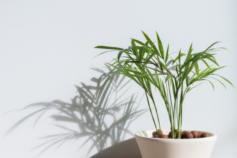14 Pet Safe Houseplants That Are Popular Right Now