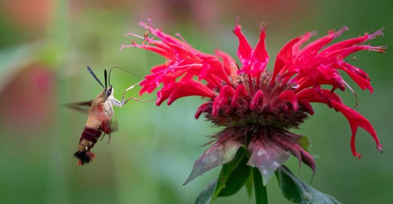 12 Perennials That Make Your Garden a Haven for Wildlife
