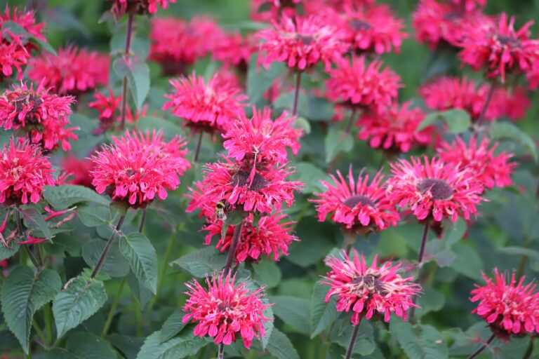 14 Hardy Landscaping Plants That Practically Grow Themselves