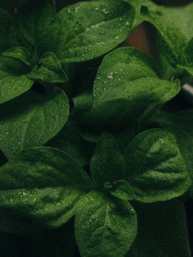 9 Ideal Companion Plants for Basil and Some to Avoid