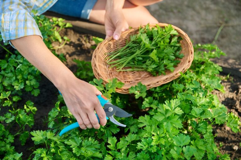 10 Perfect Companion Plants for Parsley and Which to Avoid