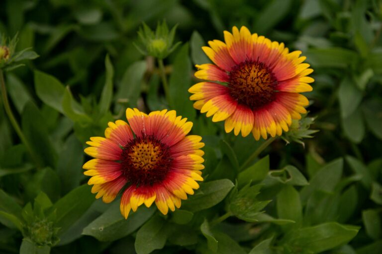 14 Drought-Tough Plants That Handle Late Winter Dry Spells