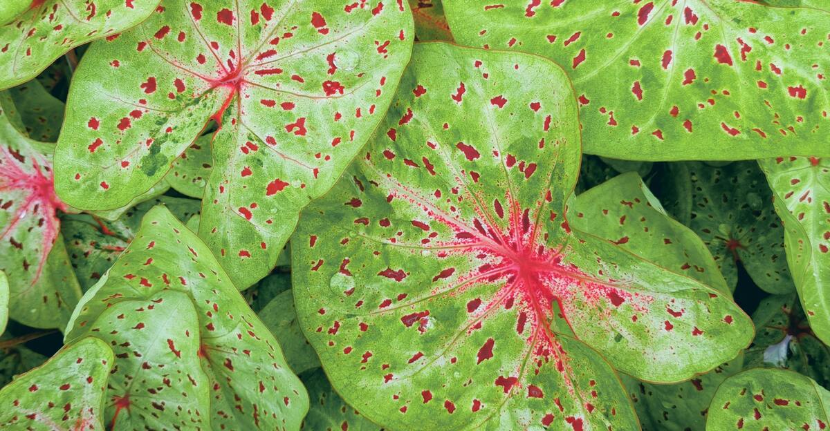14 Stunning Variegated Plants to Add Charm to Your Garden