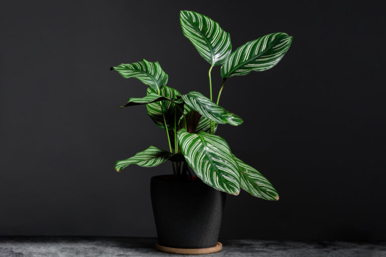 13 Hardy Indoor Plants That Make Long Nights Feel Cozier