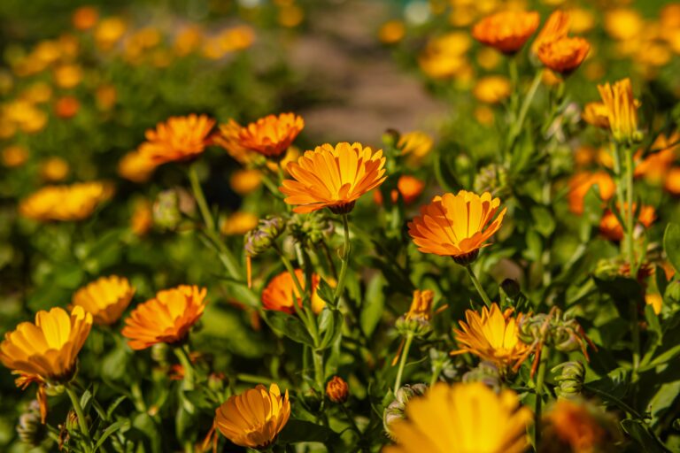 15 Drought-Tolerant Plants That Still Bloom in Cooler Weather