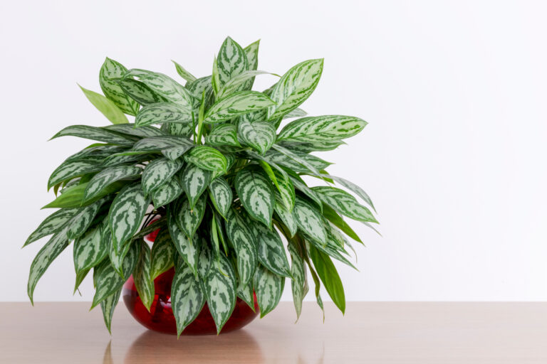 13 Compact Plants That Brighten Up Office Desks in Winter