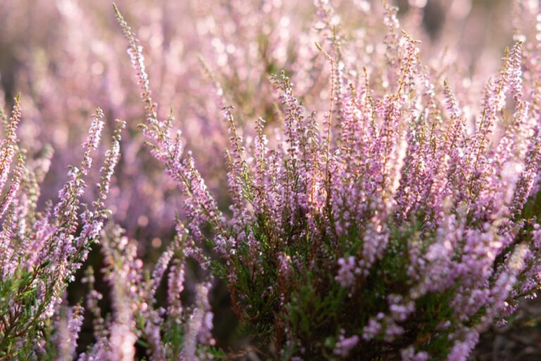 13 Evergreen Plants That Add Structure to Autumn Gardens