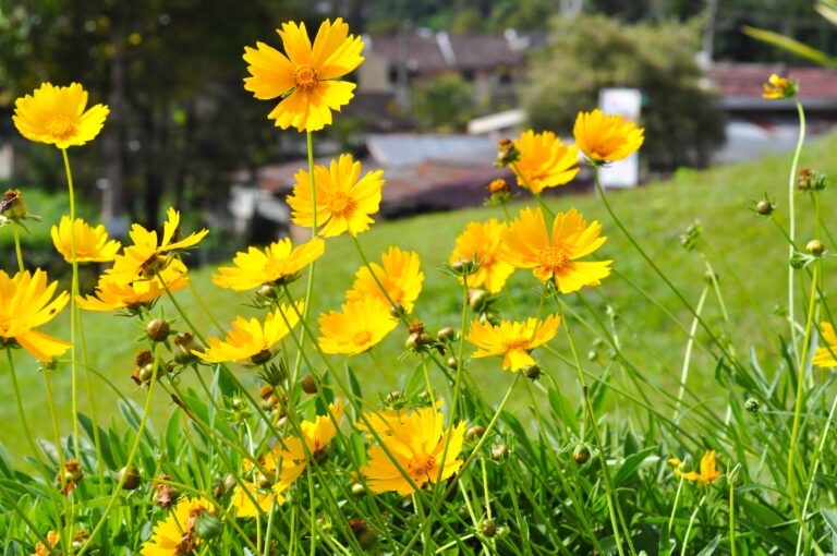 14 Beautiful Flowers That Thrive With Little Effort