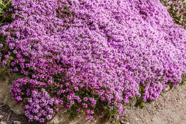 14 Ground Covers That Do Well in Cool Autumn Weather