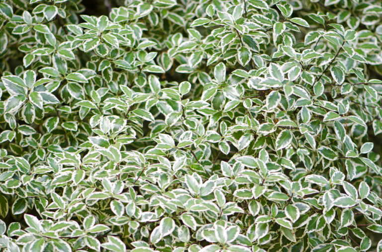 14 Shrubs With Leaves That Shift Color in Late Autumn