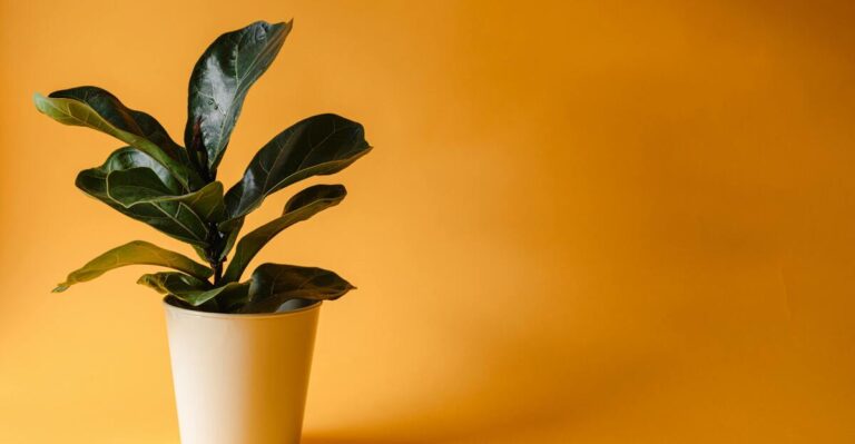 11 Low Effort Trees That Brighten Up Your Indoor Space