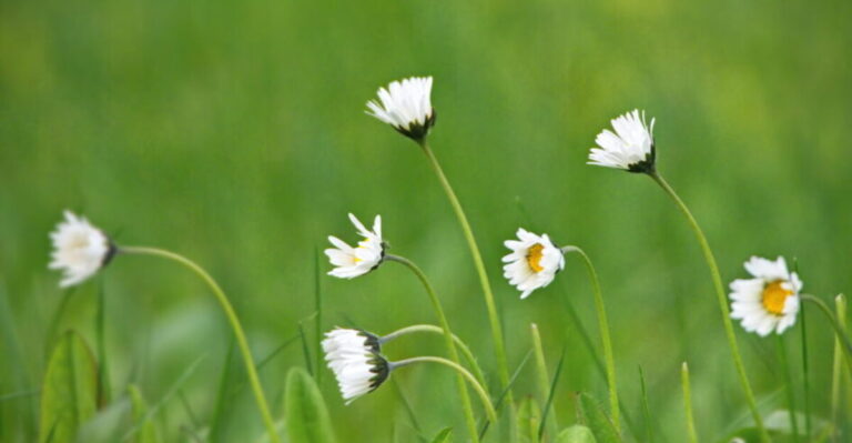 12 Fast-Growing Flowers Perfect for Novice Gardeners