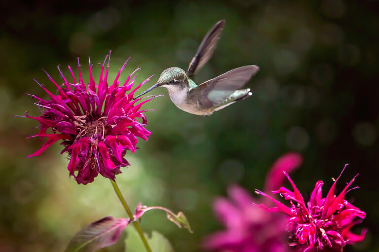 12 Plants That Attract Hummingbirds and Help Them Build Nests