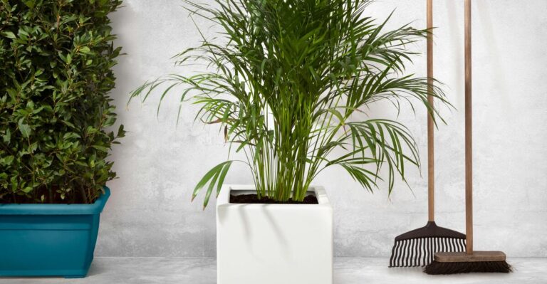 16 Gorgeous Indoor Palm Varieties to Refresh Your Home Decor