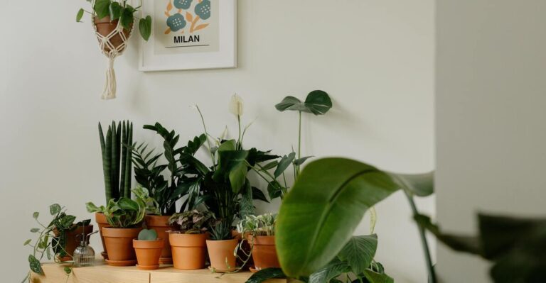 12 Indoor Plants That Thrive in Low-Light Environments