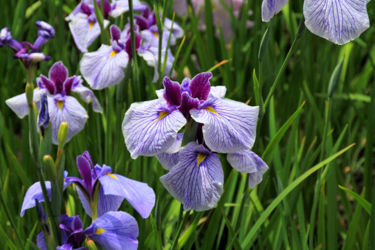 14 Plants That Like Wet Late Winter Soil and Still Grow Well