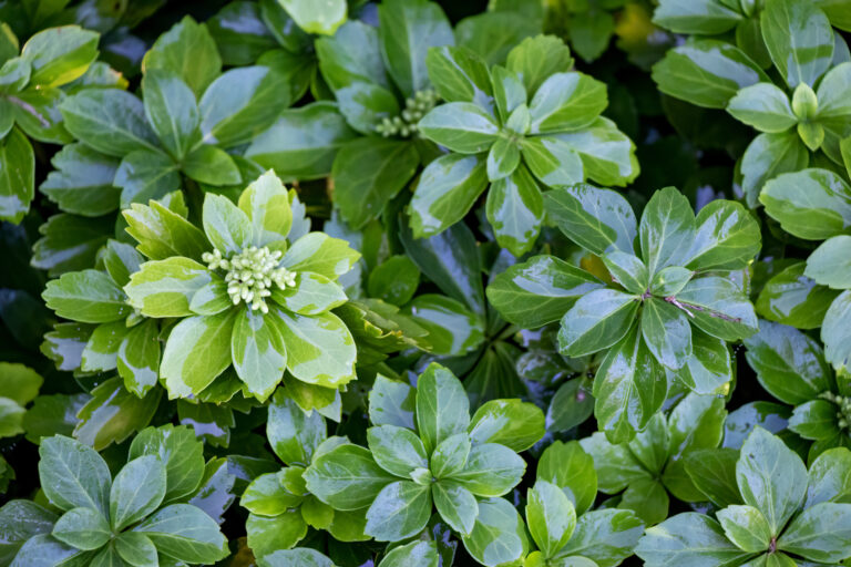 14 Shade-Loving Ground Covers That Replace Grass Beautifully