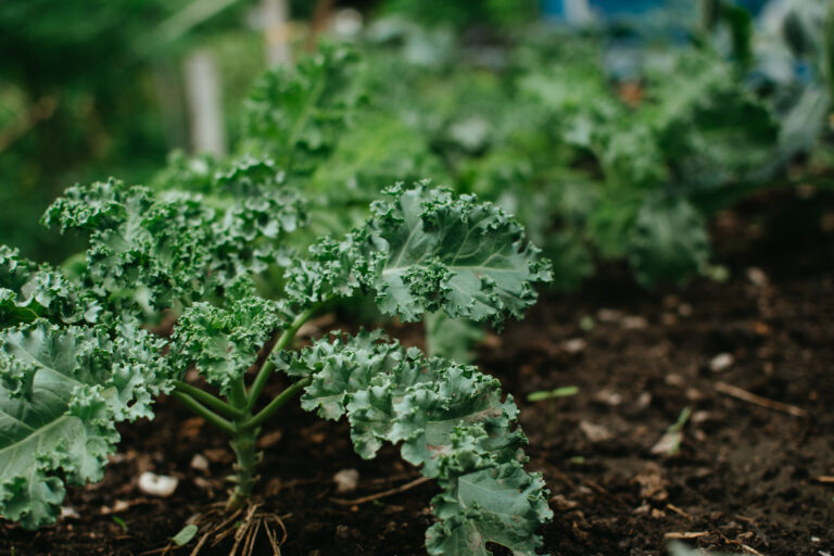 12 Hardy Vegetables You Can Start in January Indoors